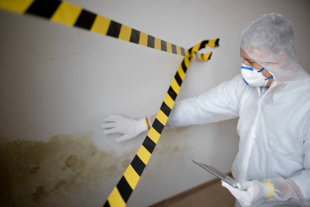 Best Water damage restoration mold remediation  in USA